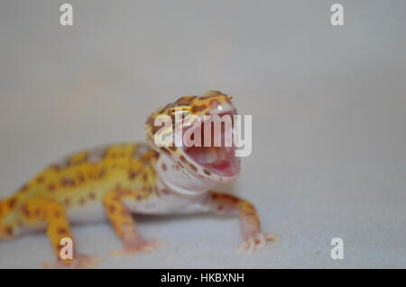 Bell Albino Leopard Gecko (Eublepharis macularis) Stock Photo