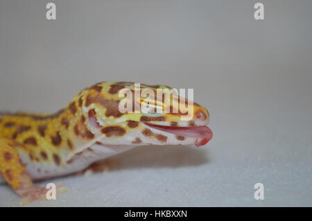 Bell Albino Leopard Gecko (Eublepharis macularis) Stock Photo