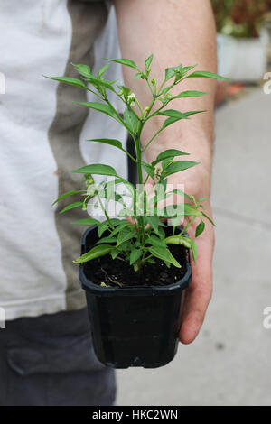 Chili seedling growing in a pot Stock Photo