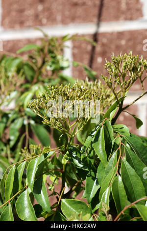 Curry Plant - Murraya Koenigii Seeds Stock Photo