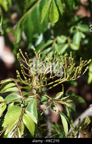 Curry Plant - Murraya Koenigii Seeds Stock Photo