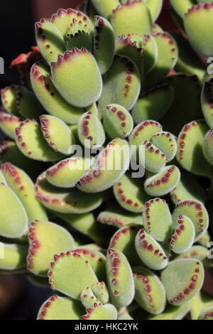 Cotyledon tomentosa or known as Bear's Paw Stock Photo