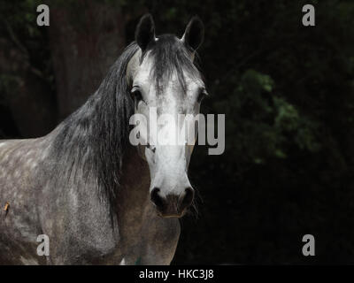 Grey horse portrait on green trees background Stock Photo
