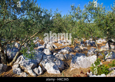 Olve tree grove in stone landscape, Dalmatia, Croatia Stock Photo
