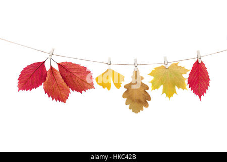 clothespins on the rope holding autumn leaves on a white background Stock Photo