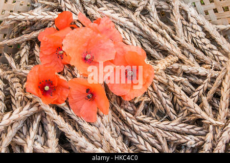 Cob of spelt and red poppies in a basket (France) Stock Photo