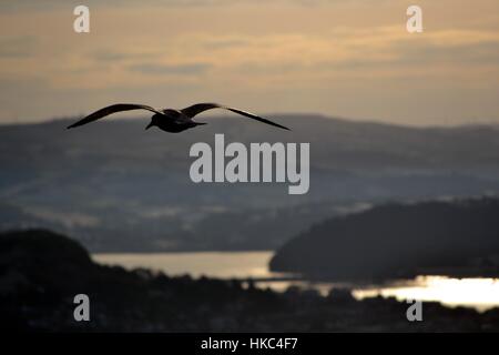 A seagull flying towards Llandudno in North Wales Stock Photo