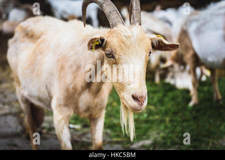 Mountain goats in natural environment on a pasture. Domestic animals in stables on in rural scene from Slovenia. Stock Photo