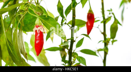 Pepper plant with fresh red hot chilli peppers growing in plastic pot, studio image on on white background Stock Photo