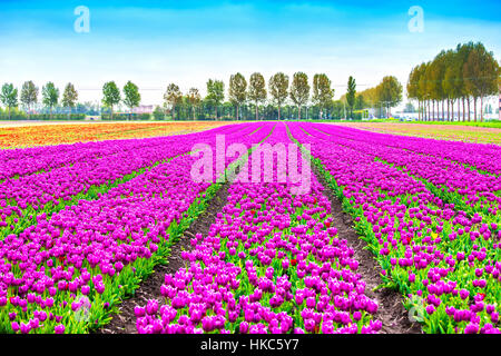 Tulip colorful blossom flowers cultivation field in spring. Keukenhof, Holland or Netherlands, Europe. Stock Photo