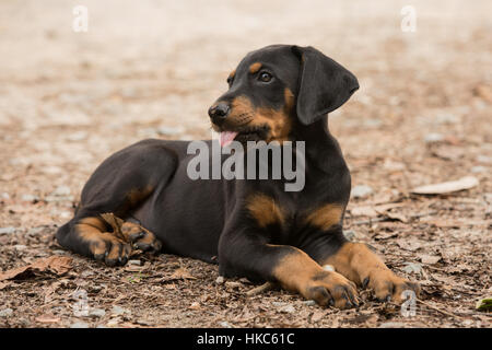 Doberman pinscher puppy rests on the ground after playing at the family farm in North Carolina. Stock Photo