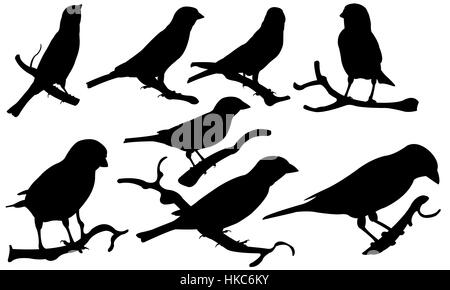 Set of sparrows on branches isolated Stock Photo