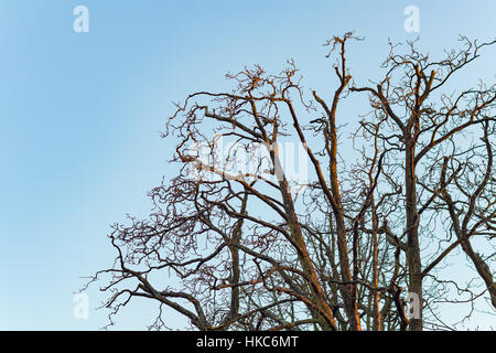 Tree branches without leaves isolated in the light of twilight blue sky Stock Photo