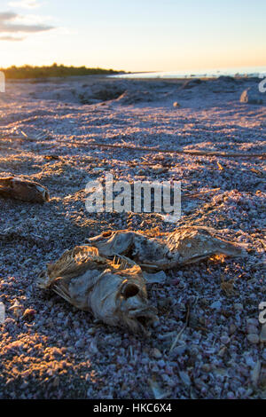 Desert drought dead fish at the Salton Sea in the California desert Stock Photo