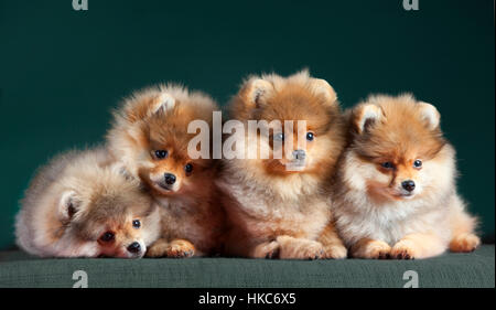 Four pomerian dog very adorable Stock Photo