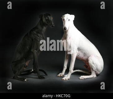 Black and white greyhound together Stock Photo