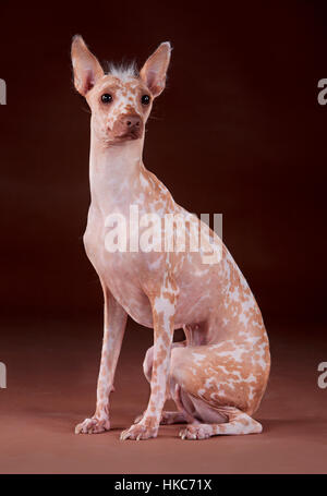 Peruvian Hairless dog in studio Stock Photo