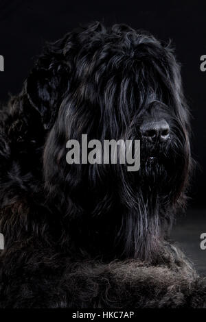 Black Russian terrier portrait in studio Stock Photo