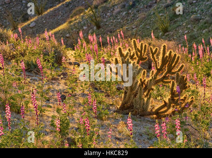 Buckhorn cholla cactus and Arizona lupines blooming in spring in Anza Borrego Desert State Park, Sonoran Desert, California, USA Stock Photo