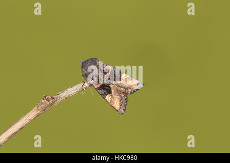 Small Angle Shades (Euplexia lucipara) - an attractive black, buff and brown moth, on a twig with a clean green background Stock Photo