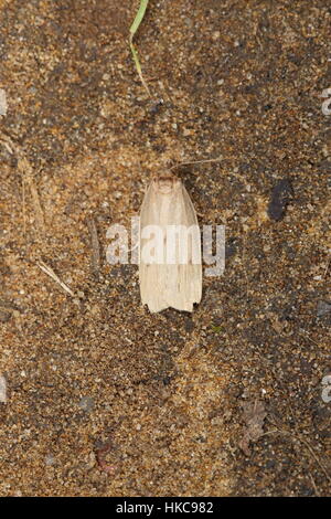 Small Dotted Footman (Pelosia obtusa), a very rare Red Data Book moth, confined to the Broads of East Anglia Stock Photo