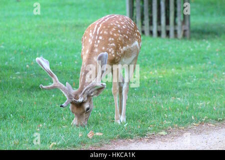 Young fallow deer in Bushy Park, south west London. July 2016 Stock Photo