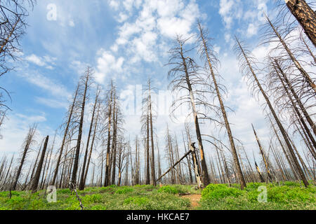 Deadwood with green grass and plants Stock Photo