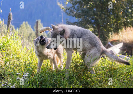 CAPTIVE: Yearling Gray wolf and younger pup play at the Alaska Wildlife Conservation Center, Southcentral Alaska, USA Stock Photo