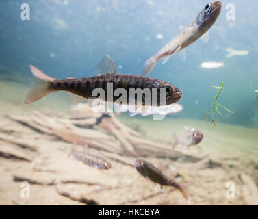 Underwater view of  coho salmon fry with parr marks in 18-Mile Creek, Copper River Delta, Chugach National Forest near Cordova, Alaska in the Spring. Stock Photo