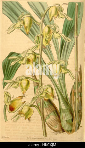 Catasetum discolor (as Monachanthus bushnanii, spelled Monacanthus bushnani)   Curtis' 67 (N.S. 14) pl. 3832 (1841) Stock Photo