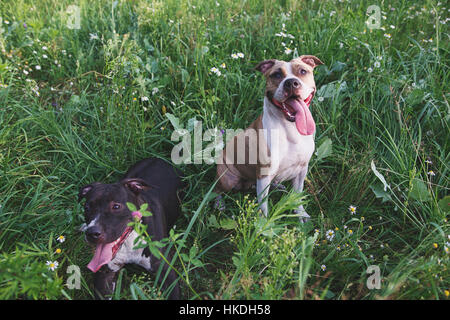 two dogs sitting in green grass in park Stock Photo
