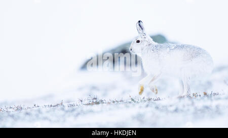 Mountain hare (Lepus timidus) in the snow, Cairngorms National Park, Scottish Highlands, Scotland, United Kingdom Stock Photo