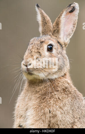 European rabbit (Oryctolagus cuniculus) with ears perked up, portrait, Lower Austria, Austria Stock Photo