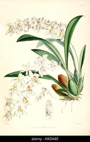 Odontoglossum crispum (as Odontoglossum alexandrae)   white var.   pl. 19   Bateman, Monogr.Odont Stock Photo