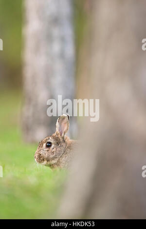 European rabbit (Oryctolagus cuniculus) is hiding, Lower Austria, Austria Stock Photo