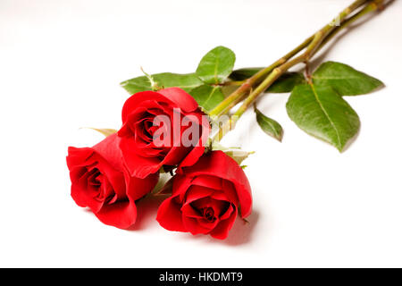 three Red Roses Isolated on a white background Stock Photo