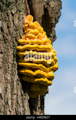 Sulphur polypore (Laetiporus sulphureus), fruit body on oak (Quercus), Hesse, Germany Stock Photo