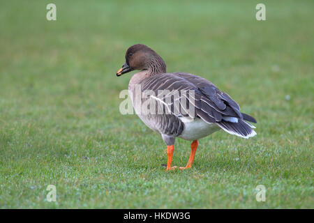 Bean Goose (Anser fabalis) in meadow, Helgoland, North Sea, Germany Stock Photo