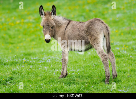 Domestic donkey (Equus asinus asinus), foal, Germany Stock Photo