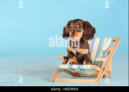 Long Haired Miniature Dachshund (Canis lupus familiaris), brown, puppy in small Deckchair, studio shot Stock Photo