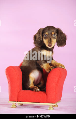 Long Haired Miniature Dachshund (Canis lupus familiaris), brown, puppy sitting in red chair, studio shot Stock Photo