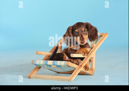 Long Haired Miniature Dachshund (Canis lupus familiaris), brown, puppy in small Deckchair, studio shot Stock Photo