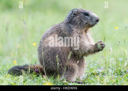 Marmot (Marmota) in alpine meadow, Dachstein, Styria, Austria Stock Photo