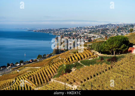 Vineyards in autumn, Lausanne at back, Lavaux, Lake Geneva, Canton of Vaud, Switzerland Stock Photo