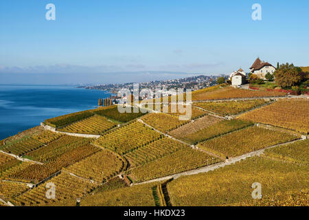 Vineyards in autumn with view of Castle Montagny, Lausanne, Lavaux, Lake Geneva, Canton of Vaud, Switzerland Stock Photo