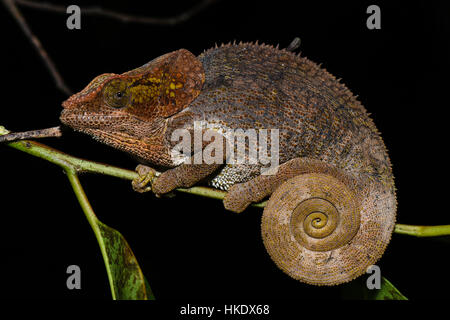 Short-horned chameleon (Calumma brevicorne), female, Analamazoatra, Andasibe National Park, Madagascar Stock Photo