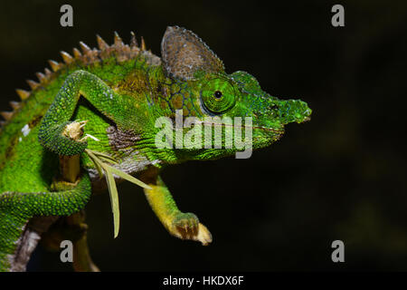 Antimena chameleon (Furcifer antimena), male, Zombitse-Vohibasia National Park, Madagascar Stock Photo