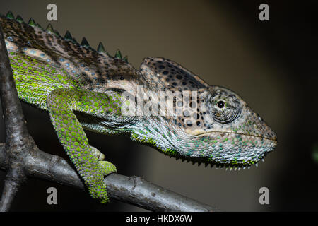 Warty chameleon (Furcifer verrucosus), male, Reniala Reserve, Ifaty, Madagascar Stock Photo