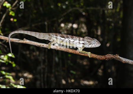 Warty chameleon (Furcifer verrucosus), male, Reniala Reserve, Ifaty, Madagascar Stock Photo