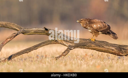 Common Buzzard (Buteo buteo) on old tree trunk, Middle Elbe Biosphere Reserve, Saxony-Anhalt, Germany Stock Photo